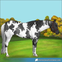 Horse Color:White Spotted Black Rabicano 