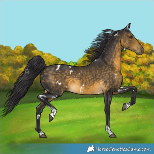 Horse Color:White Spotted Buckskin Tobiano Rabicano 