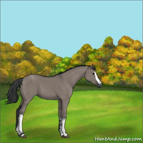 Horse Color:White Spotted Grullo 