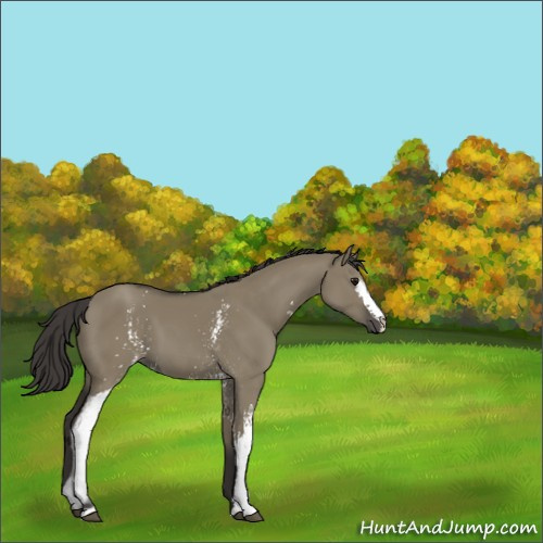 Horse Color:White Spotted Smoky Grullo 