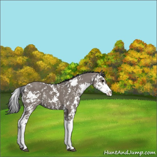 Horse Color:Grullo Sabino 