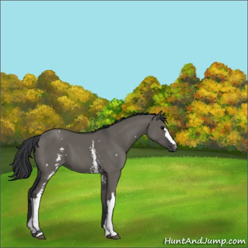 Horse Color:White Spotted Grullo 