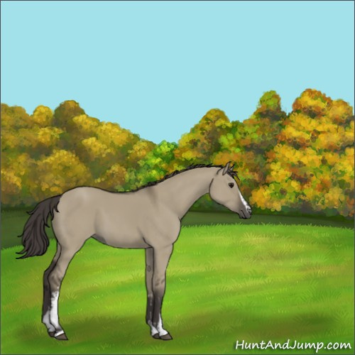 Horse Color:White Spotted Smoky Grullo 