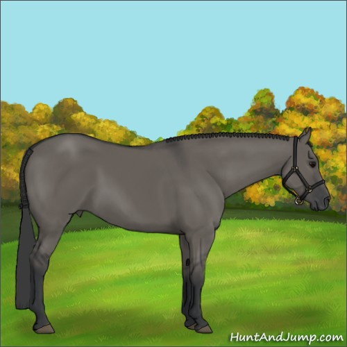 Horse Color:Grullo Sabino 