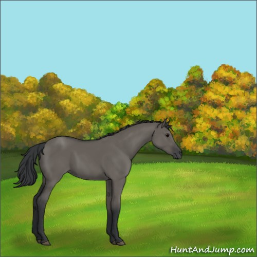 Horse Color:Grullo Sabino 