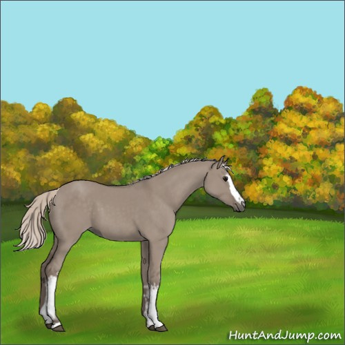 Horse Color:White Spotted Silver Grullo 