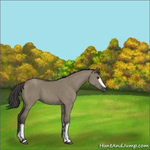 Horse Color:White Spotted Smoky Grullo 