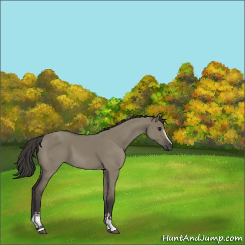 Horse Color:White Spotted Smoky Grullo 