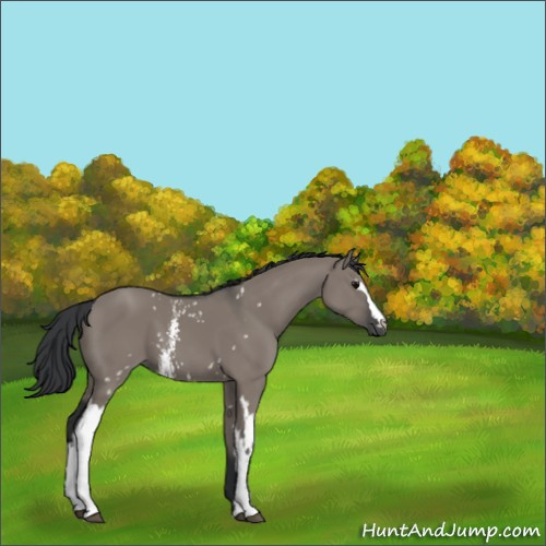 Horse Color:White Spotted Grullo 