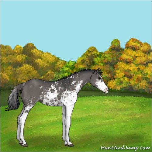 Horse Color:Grullo Sabino 