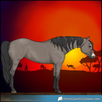 Horse Color:Grullo Sabino 