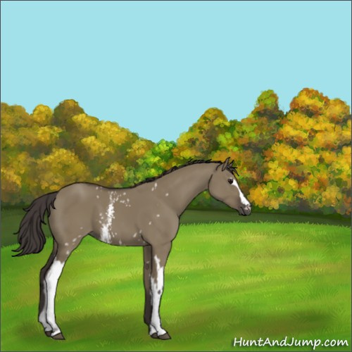 Horse Color:White Spotted Smoky Grullo 