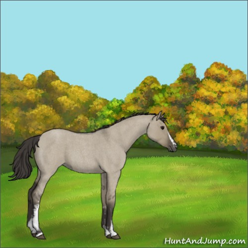 Horse Color:White Spotted Smoky Grullo Roan 