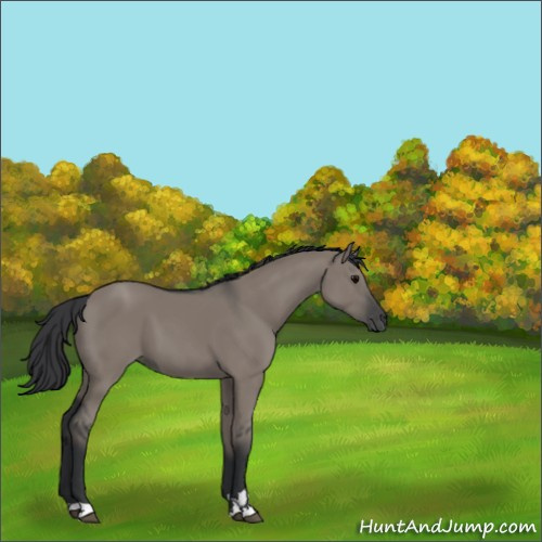 Horse Color:Grullo Sabino 