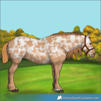 Horse Color:Chestnut Ice Rabicano 