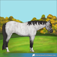 Horse Color:Smoky Grullo Roan 