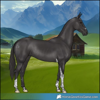 Horse Color:Smoky Black Tobiano Rabicano 
