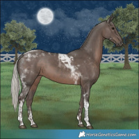 Horse Color:Silver Black Tobiano 