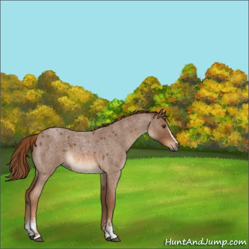 Horse Color:White Spotted Red Roan 