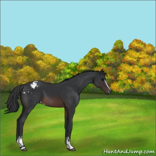 Horse Color:White Spotted Brown Appaloosa 