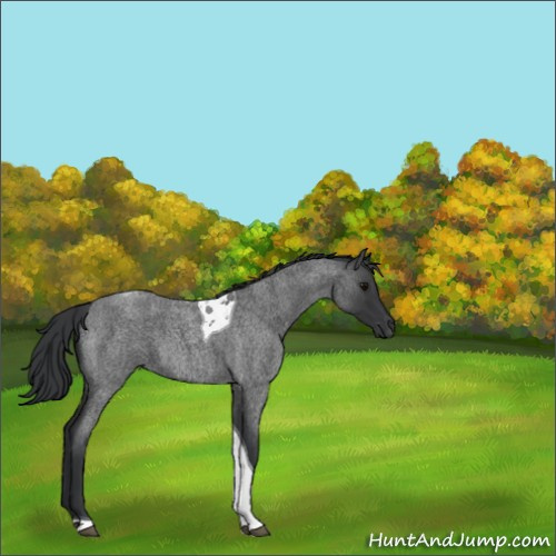 Horse Color:Blue Roan Tobiano 