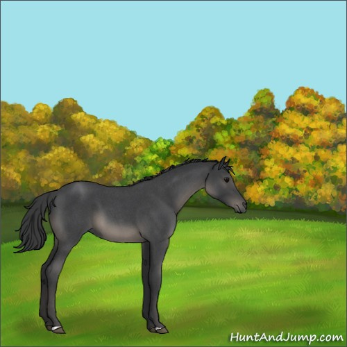 Horse Color:Blue Roan 