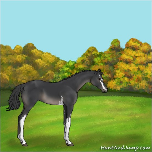 Horse Color:White Spotted Black 