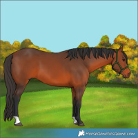 Horse Color:Bay 