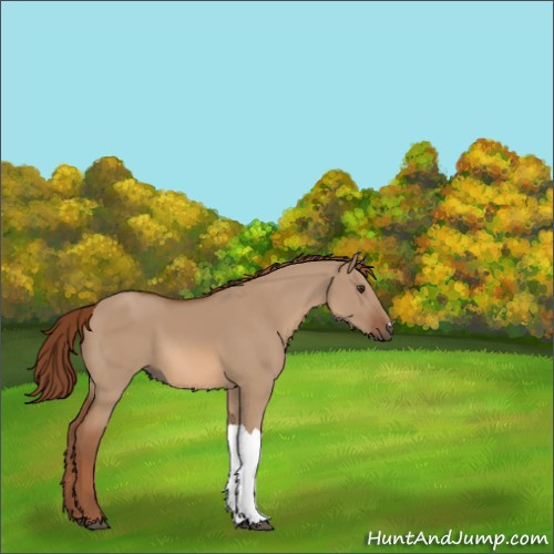Horse Color:Red Dun 