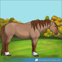 Horse Color:Red Dun 