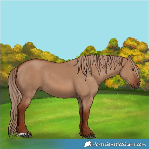 Horse Color:Red Dun 