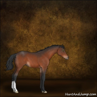Horse Color:Brown 