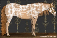 Horse Color:Chestnut Ice