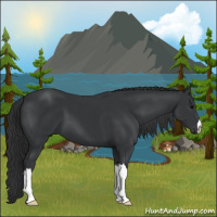 Horse Color:Black 