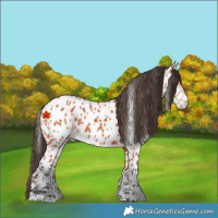 Horse Color:Bay Appaloosa 