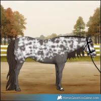 Horse Color:Liver Chestnut Ice 