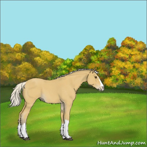 Horse Color:Silver Buckskin Roan Splash 