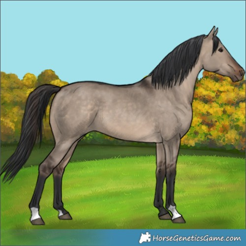 Horse Color:Brown Dun 