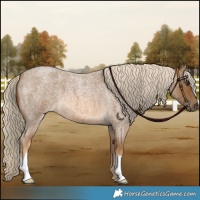 Horse Color:Chocolate Palomino Roan 