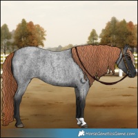 Horse Color:Liver Red Roan 