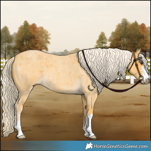 Horse Color:Palomino Roan 