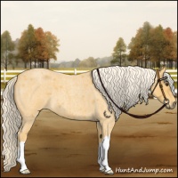 Horse Color:Palomino Roan