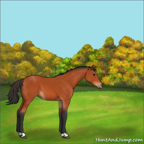 Horse Color:Brown 