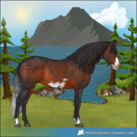 Horse Color:Brown Frame Rabicano 