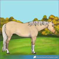 Horse Color:Silver Buckskin Dun Tobiano 