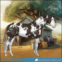 Horse Color:White Spotted Liver Chestnut Splash 