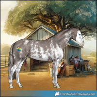 Horse Color:Liver Chestnut Sabino Splash Appaloosa 