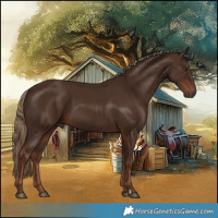Horse Color:Liver Chestnut