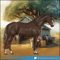 Horse Color:Liver Chestnut 