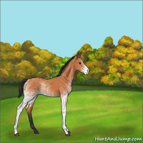 Horse Color:Unknown 